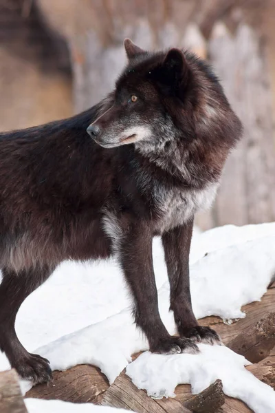 Grote Zwarte Canadese Wolf Van Dichtbij Canis Lupus Pambasileus Dieren — Stockfoto