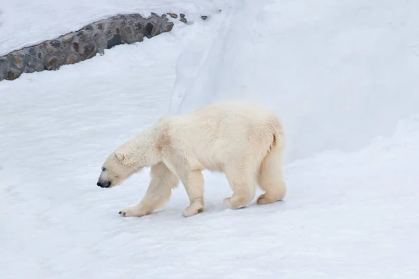 Grote Ijsbeer Loopt Witte Sneeuw Ursus Maritimus Thalarctos Maritimus Dieren — Stockfoto