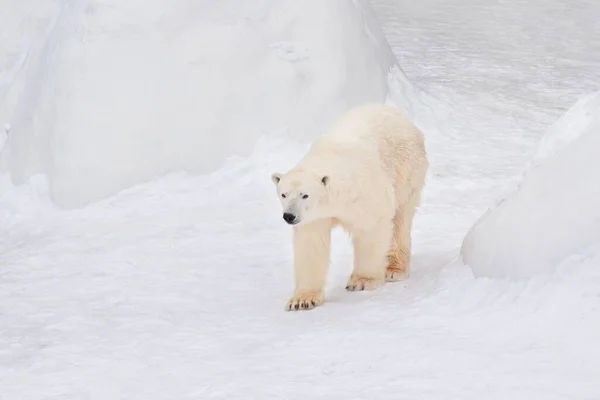 Grote Ijsbeer Loopt Witte Sneeuw Ursus Maritimus Thalarctos Maritimus Dieren — Stockfoto