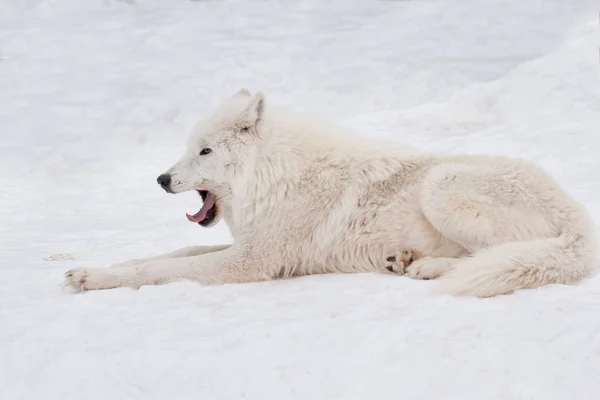 Dziki Wilk Alaskański Tundra Leży Ziewa Białym Śniegu Canis Toczeń — Zdjęcie stockowe