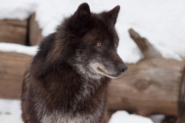 Wild Black Canadian Wolf Close Canis Lupus Pambasileus Animals Wildlife — Stock Photo, Image