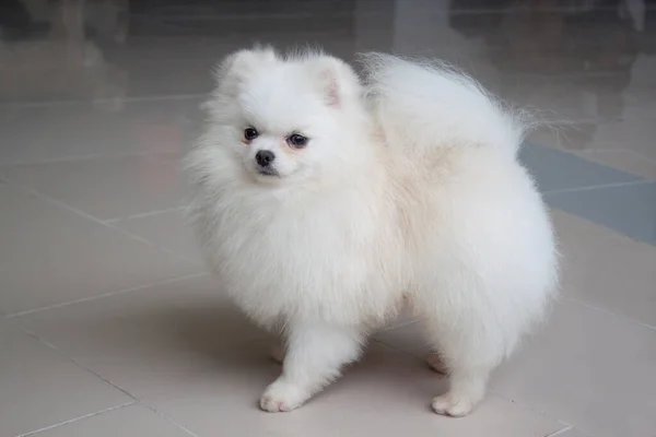 Cute Spitz Pomeranian Branco Está Olhando Para Câmera Animais Companhia — Fotografia de Stock