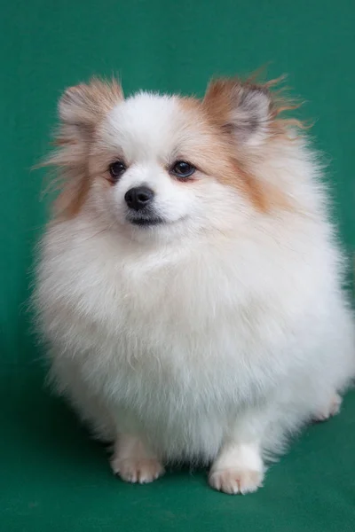 Leuke Pomeranian Spitz Met Gember Oren Geïsoleerd Een Groene Achtergrond — Stockfoto