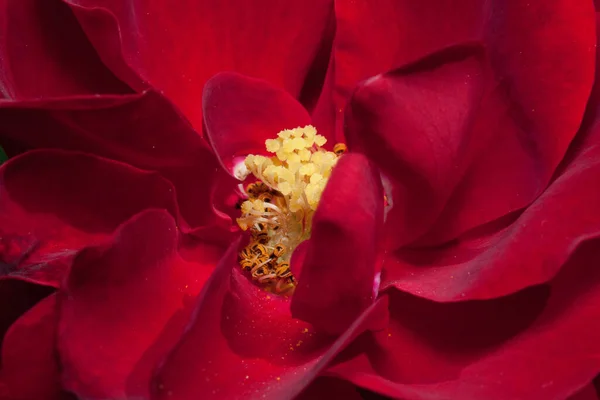 Πέταλα Από Όμορφα Μωβ Τριανταφυλλιές Ζωντανή Φύση Καλοκαίρι Πρωί — Φωτογραφία Αρχείου
