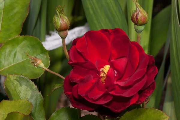 Ομάδα Από Όμορφα Μοβ Τριαντάφυλλα Μεγαλώνουν Ένα Λιβάδι Άνοιξη Ζωντανή — Φωτογραφία Αρχείου
