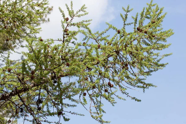 Ung Grön Lärkkvist Med Gröna Nålar Och Färska Kottar Levande — Stockfoto