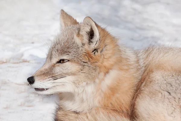 Genç Corsac Fox Karda Yatıyor Yumuşak Tüylü Sıcak Tüylü Vahşi — Stok fotoğraf