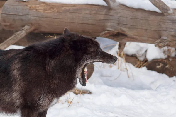 Wilde Zwarte Canadese Wolf Aan Het Gapen Het Winterwoud Dieren — Stockfoto
