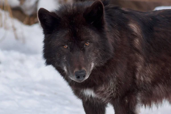 Zwarte Canadese Wolf Kijkt Naar Camera Dieren Het Wild Winterdag — Stockfoto