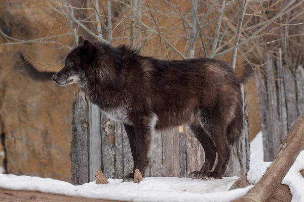 Lobo Canadense Preto Selvagem Está Procurando Sua Nova Vítima Floresta — Fotografia de Stock