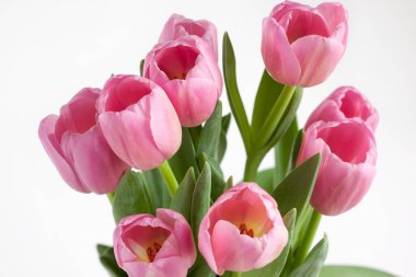 Beyaz arka planda izole edilmiş güzel pembe laleler. Doğayı yaşa.