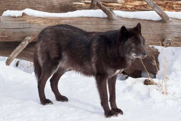Wilde Zwarte Canadese Wolf Zoek Naar Zijn Nieuwe Slachtoffer Het — Stockfoto