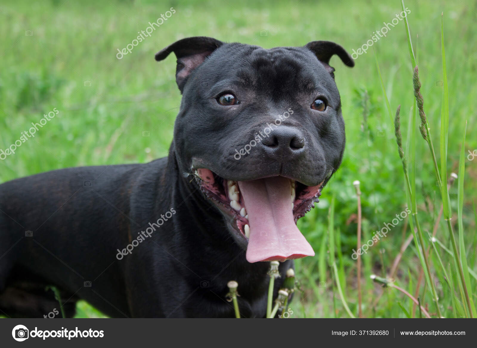 Staffordshire Bull Terrier Puppy Standing Lolling Tongue Pet
