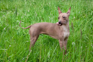Amerikan tüysüz teriyer köpeği yeşil çimlerin üzerinde duruyor. Evcil hayvanlar..