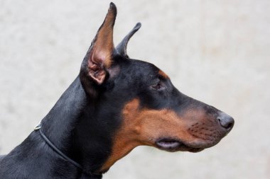 Gri arka planda izole edilmiş sevimli doberman pinscher. Evcil hayvanlar..