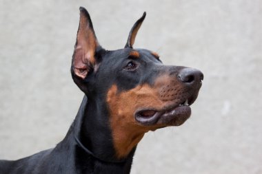 Doberman Pinscher gri arka planda izole edilmiş. Evcil hayvanlar..