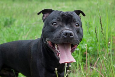 Staffordshire boğa teriyeri köpek yavrusu boş boş oturuyor. Evcil hayvanlar..