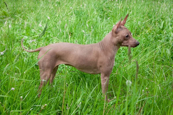 Amerikan Tüysüz Teriyer Köpeği Yeşil Bir Çayırda Duruyor Evcil Hayvanlar — Stok fotoğraf