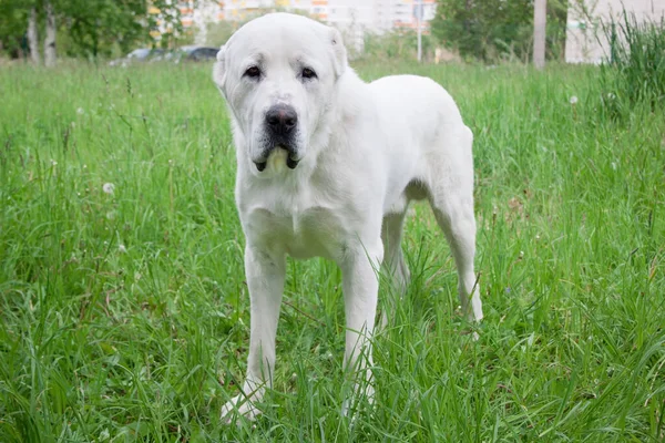 中央アジアの羊飼い犬のカメラを見ている ペット動物 — ストック写真