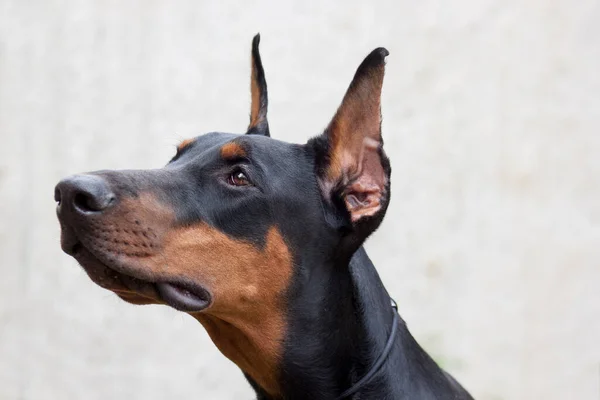 Şirin Doberman Yakından Bak Ayrı Bir Nesne Evcil Hayvanlar — Stok fotoğraf