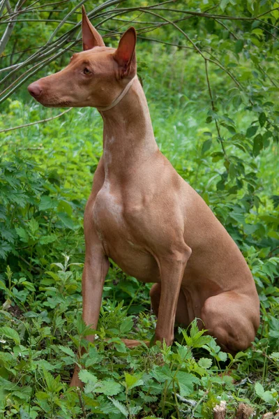 Pharaohund Sitzt Auf Einer Grünen Wiese Haustiere — Stockfoto