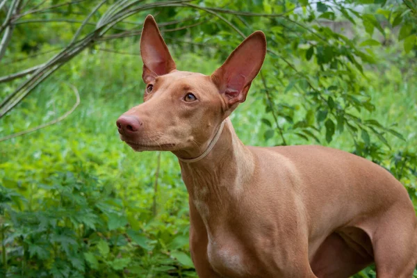 Cute pharaoh hound close up. Hunting dog. Pet animals.