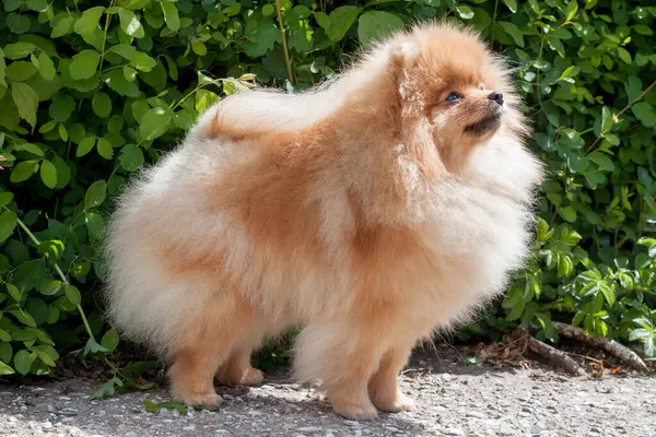 Roztomilý Pomeranian Spitz Deutscher Spitz Nebo Zwergspitz Domácí Zvířata — Stock fotografie