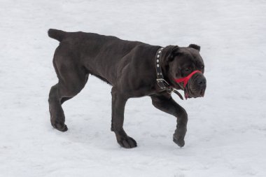 Şirin İtalyan mastif köpeği kış parkında beyaz bir karla koşuyor. Evcil hayvanlar. Safkan köpek..