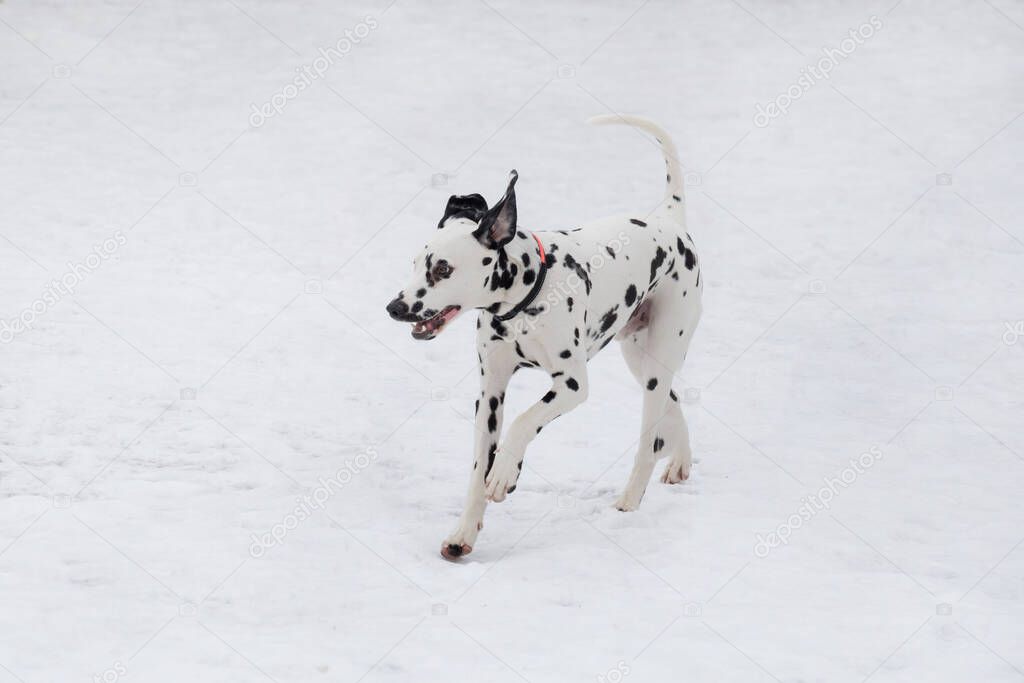 Cute dalmatian puppy is running on a white snow in the winter park. Pet animals. Purebred dog.