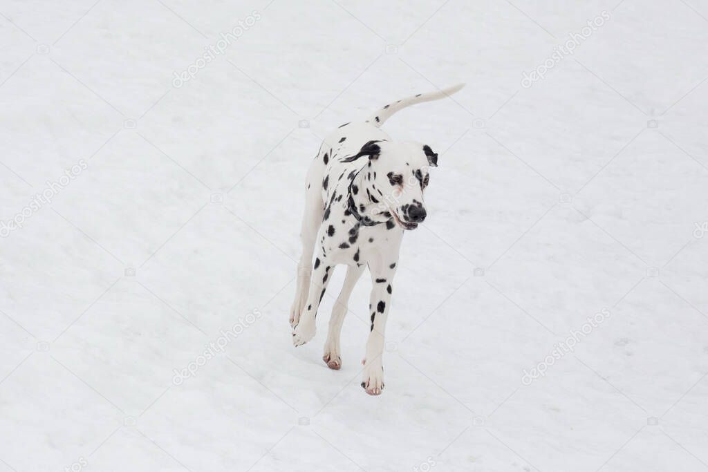 Dalmatian puppy is running on a white snow in the winter park. Carriage dog or spotted coach dog. Pet animals. Purebred dog.