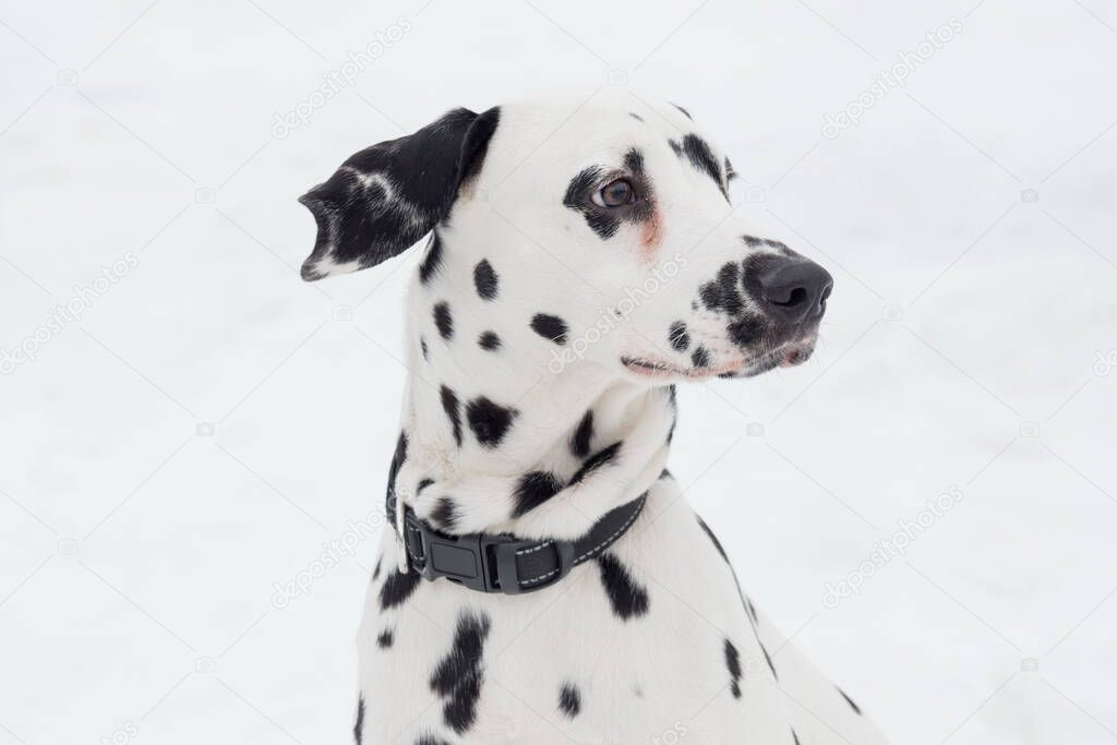 Portrait of cute dalmatian puppy close up. Pet animals. Purebred dog.