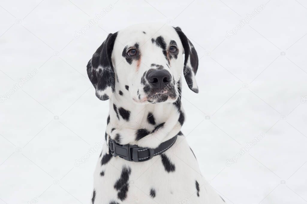Cute dalmatian puppy is looking at the camera. Pet animals. Purebred dog.