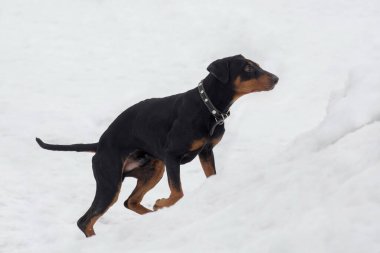 Şirin Alman pinscher yavrusu kış parkında beyaz bir karla koşuyor. Evcil hayvanlar. Safkan köpek..