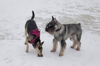 Şirin bir eldiven ve çoklu-soylu bir köpek kış parkında beyaz bir karın üzerinde duruyorlar. Evcil hayvanlar. Safkan köpek..