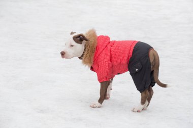 Güzel evcil hayvan kıyafetleri içinde sevimli Amerikan pitbull teriyeri kış parkında duruyor. Evcil hayvanlar. Safkan köpek..