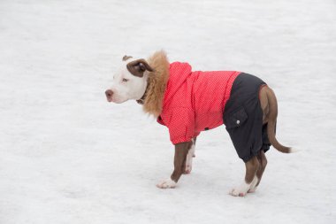 Cute american pit bull terrier puppy in beautiful pet clothing is standing in the winter park. Pet animals. Purebred dog. clipart