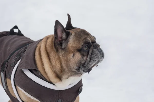 穿着漂亮宠物衣服的可爱的法国斗牛犬站在冬季公园里 宠物动物 纯种狗 — 图库照片