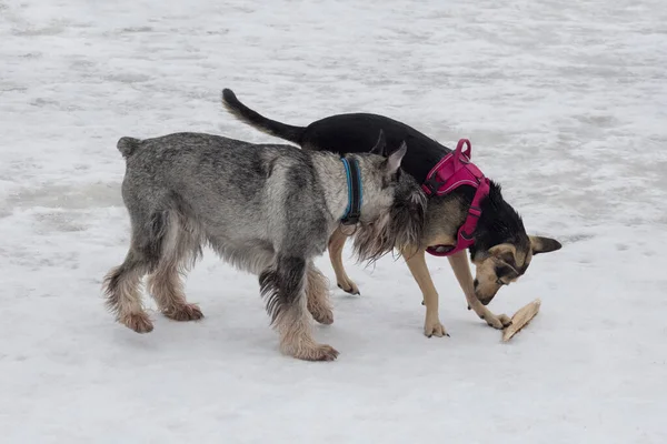 Lindo Mittelschnauzer Perro Raza Múltiple Están Jugando Una Nieve Blanca —  Fotos de Stock