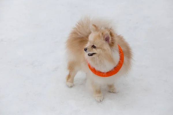 かわいいポメラニアスピッツ子犬は冬の公園で彼のおもちゃで遊んでいます ドイツのスピッツかツヴェルスピッツだ ペット動物 — ストック写真