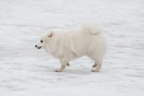 Bonito Cachorro Spitz Japonês Está Correndo Uma Neve Branca Parque — Fotografia de Stock