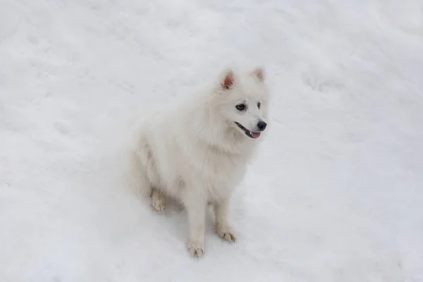 Söt Japansk Spitz Valp Sitter Vit Snö Vinterparken Sällskapsdjur Renrasiga — Stockfoto