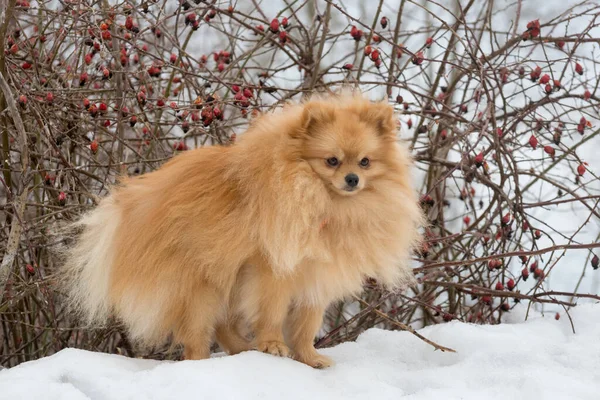 かわいいドイツのスピッツ子犬は冬の公園のローズヒップブッシュの近くに立っています ペット動物 純血犬 — ストック写真