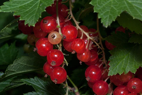 Redcurrant Berries Growing Summer Garden Bunch Berries Fresh Green Leaves — Stock Photo, Image