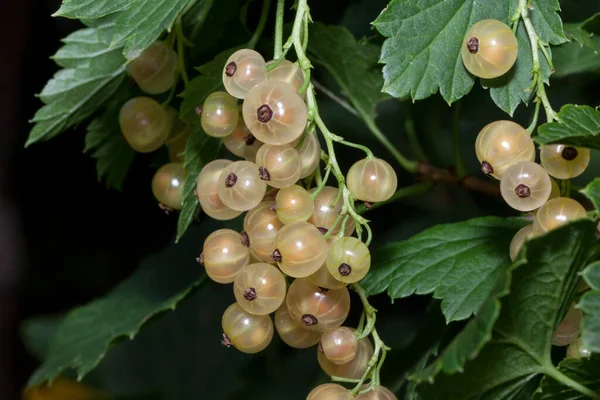 White Currant Berries Growing Green Garden Close Bunch Berries Fresh — Stock Photo, Image
