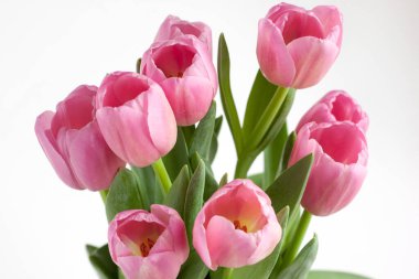 Beyaz arka planda izole edilmiş dokuz güzel pembe lale. Doğayı yaşa.