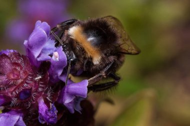 Bumblebee prunella vulgaris 'ten polen topluyor. Vahşi doğadaki hayvanlar gibi. Yaz sabahı.