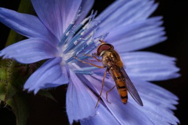 Hoverfly hindiba çiçeğinden nektar topluyor. Vahşi hayatta hayvanlar..