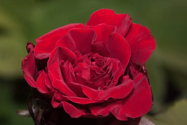 Прекрасна Фіолетова Троянда Росте Зеленому Лузі Жива Природа Літній Ранок — стокове фото