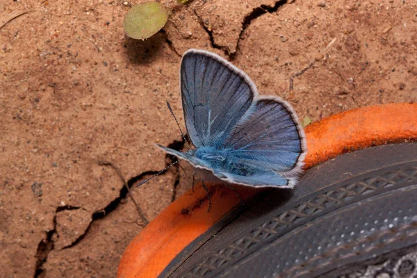 Roztomilý Měděný Motýl Narušená Země Pojetí Ochrany Přírody Ekologie — Stock fotografie