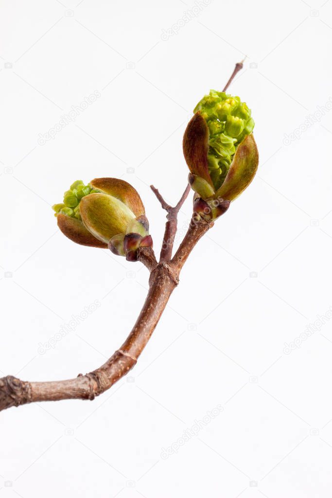 Blossoming buds of maple isolated on white background. Live nature.